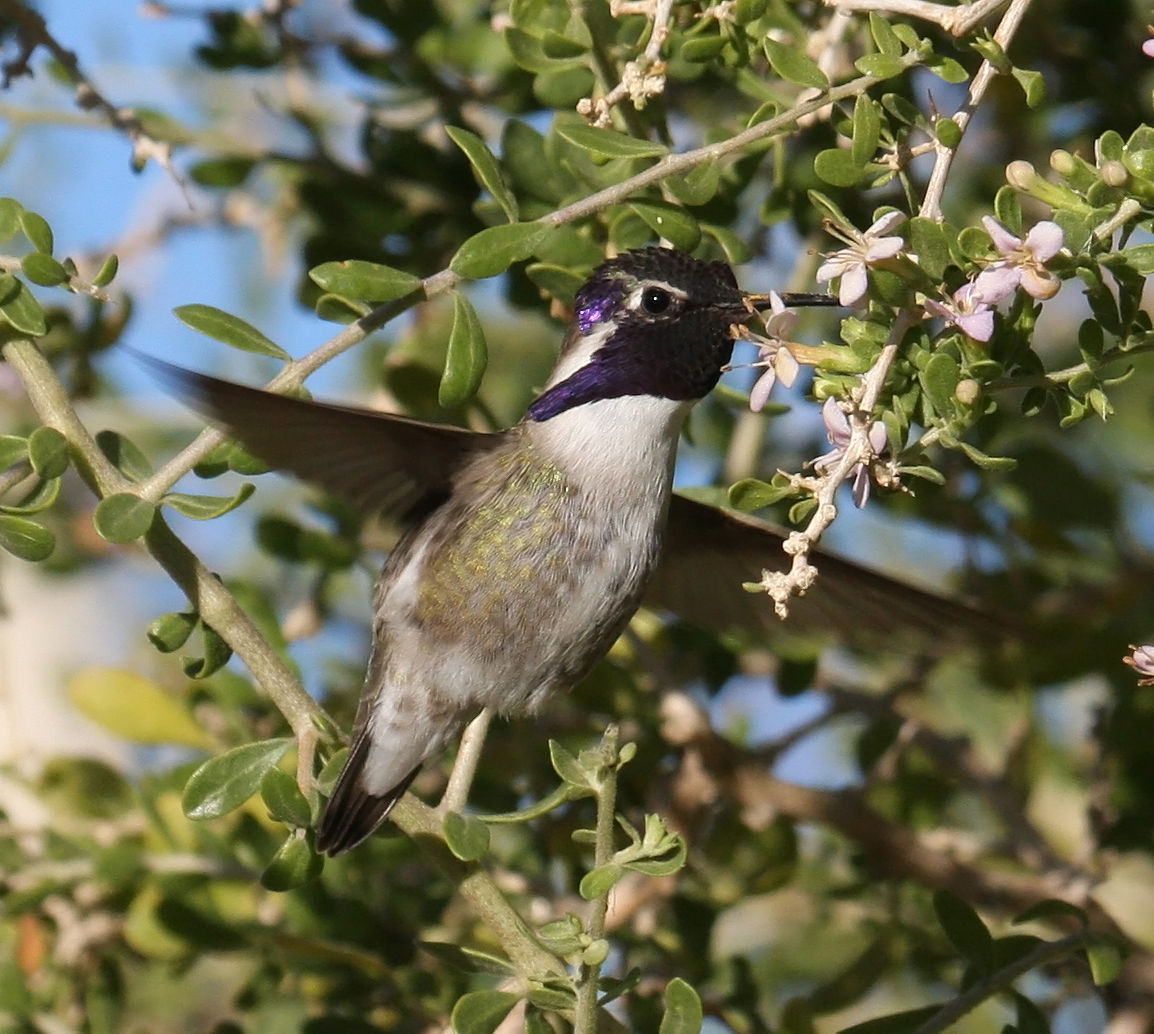 Hummingbirds from backyards and beyond